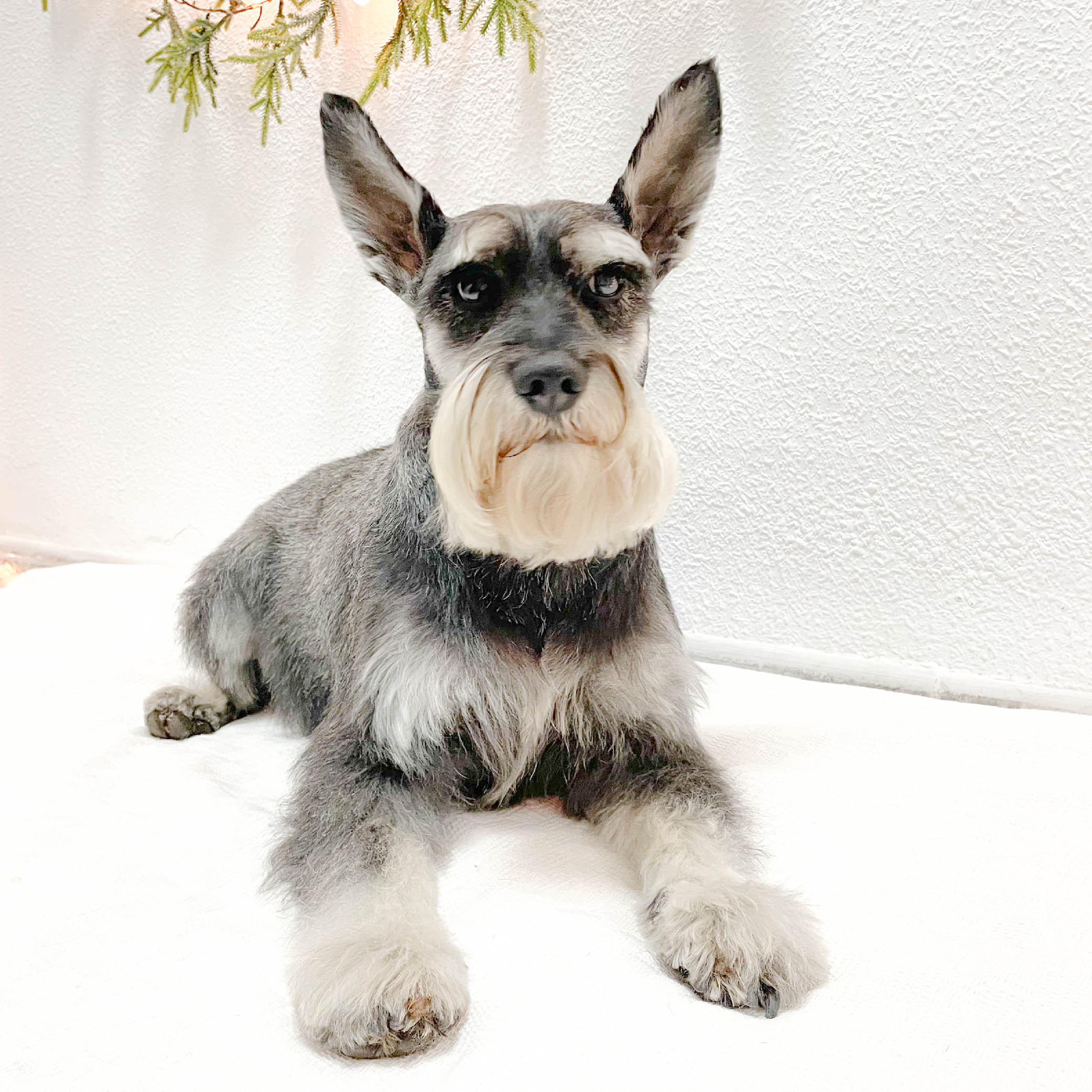 mono-peluqueria-canina-perrito-Schnauzer