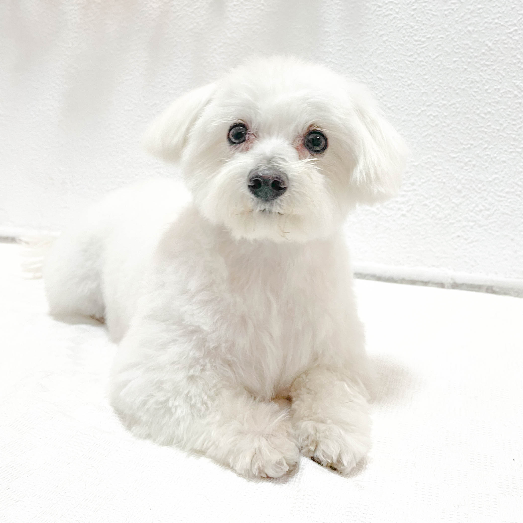 mono-peluqueria-canina-perrito-blanco