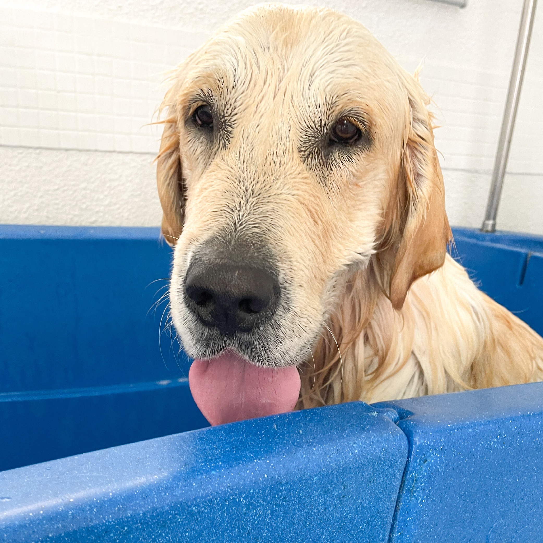 mono-peluqueria-canina-perrito-golden-retriever