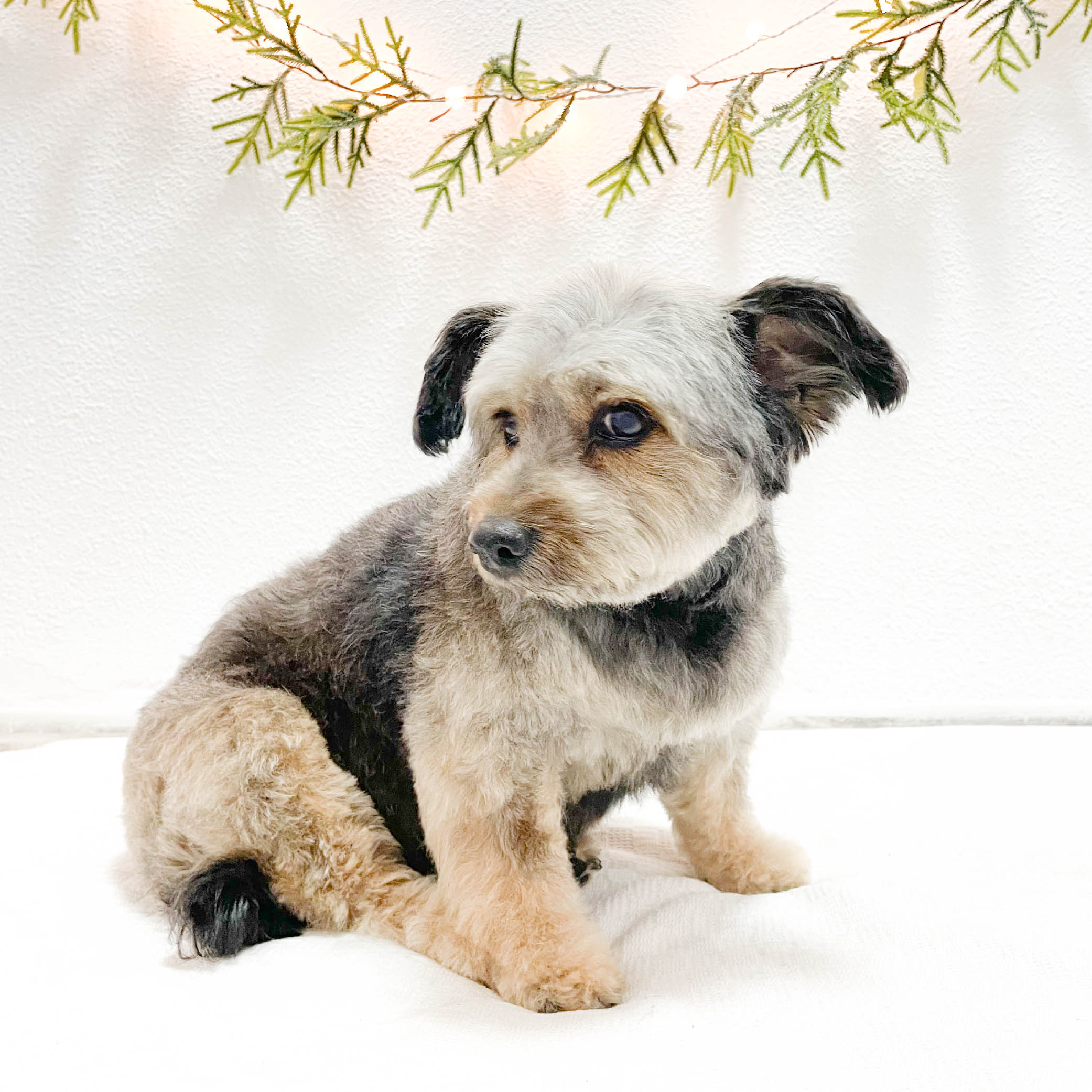 mono-peluqueria-canina-perrito-mestizo