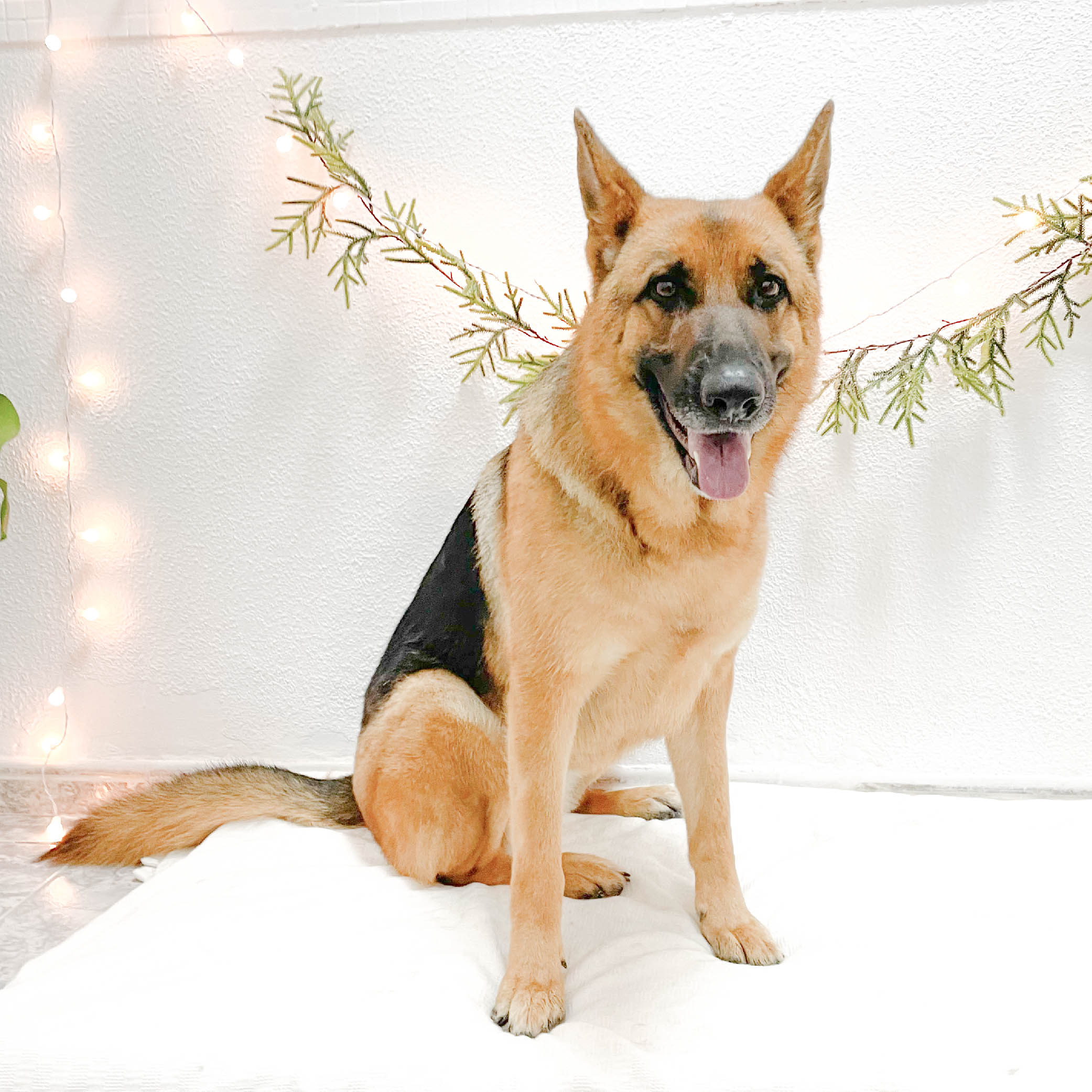 mono-peluqueria-canina-perrito-pastor-aleman