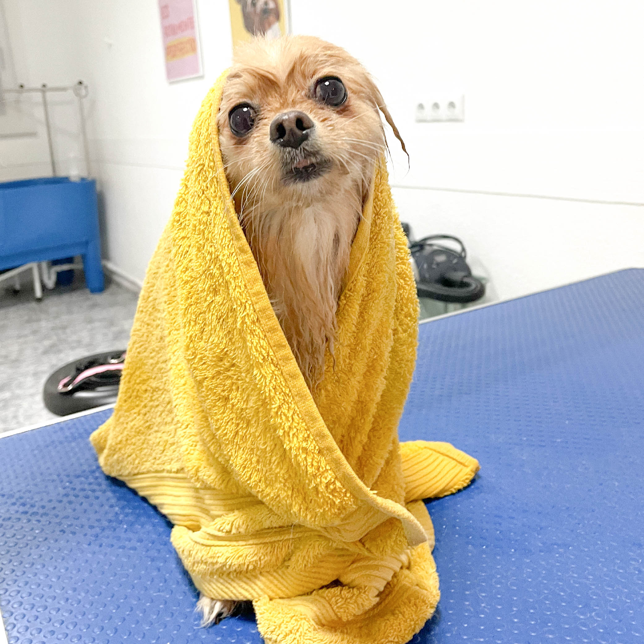mono-peluqueria-canina-perrito-pomerania-baño