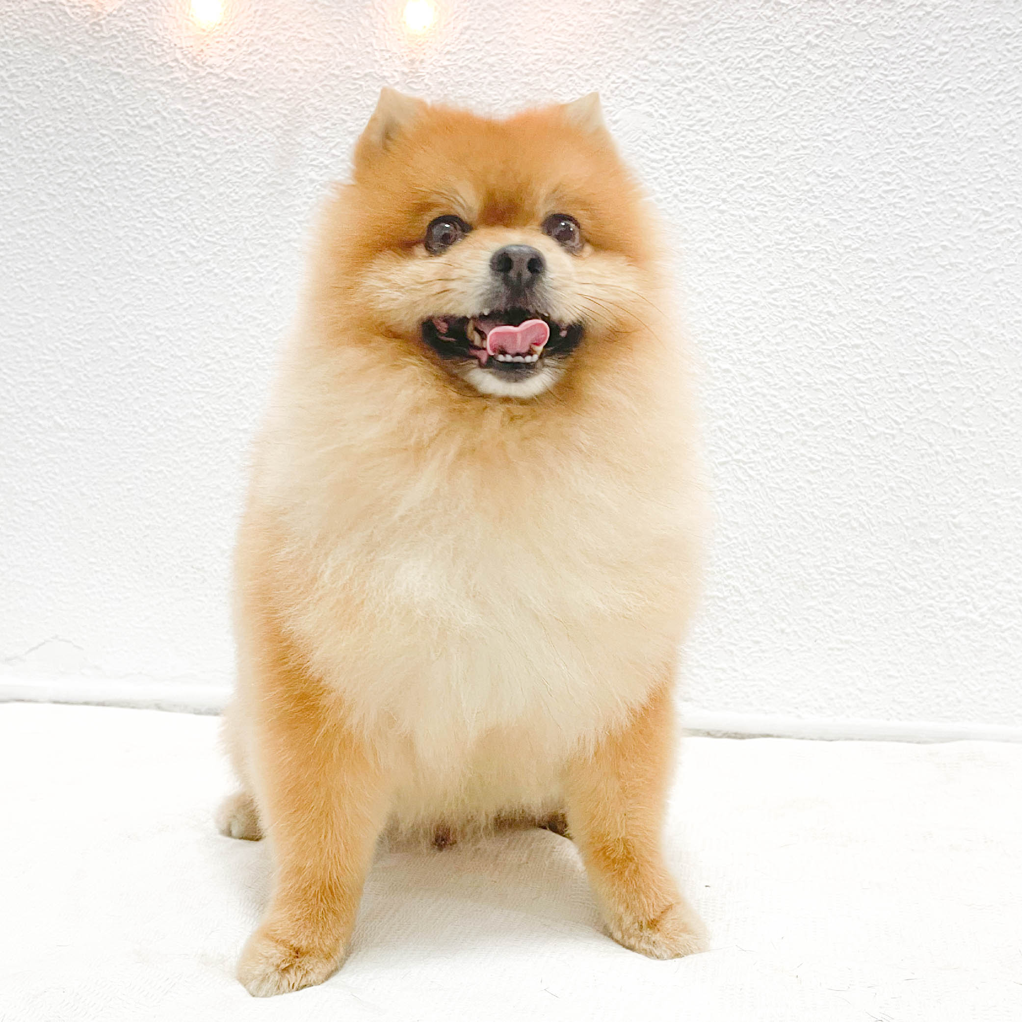 mono-peluqueria-canina-perrito-pomerania