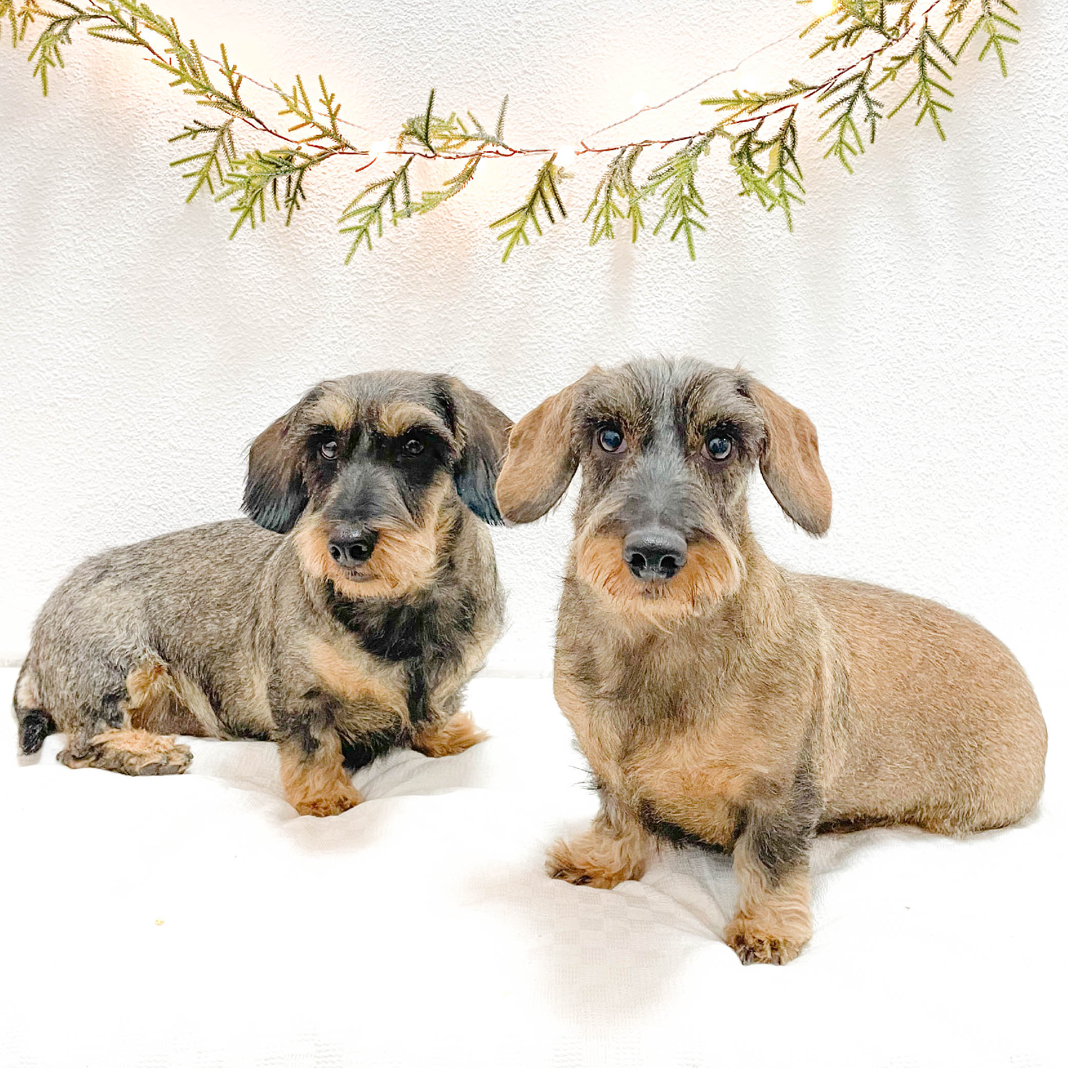 mono-peluqueria-canina-perrito-salchicha